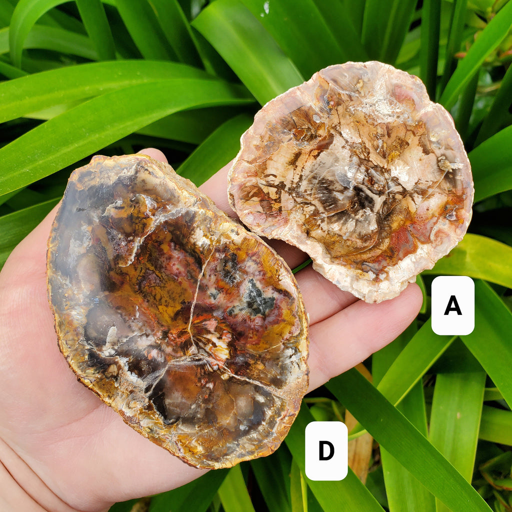 Petrified Wood Slab - A Symbol of the Power of Time, Transformation, Strength, Beauty of Nature - Wooden Crystal Slab Healing Plate