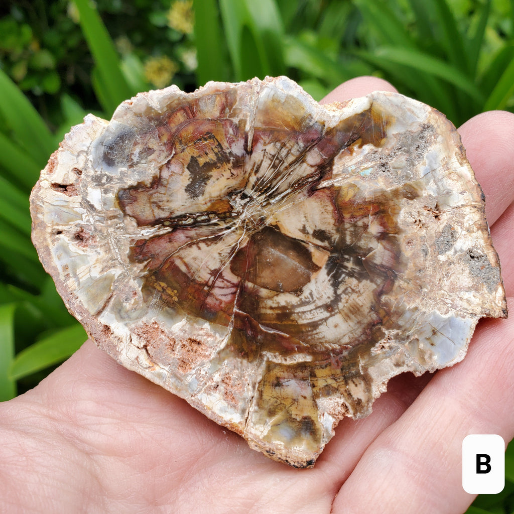 Petrified Wood Slab - A Symbol of the Power of Time, Transformation, Strength, Beauty of Nature - Wooden Crystal Slab Healing Plate