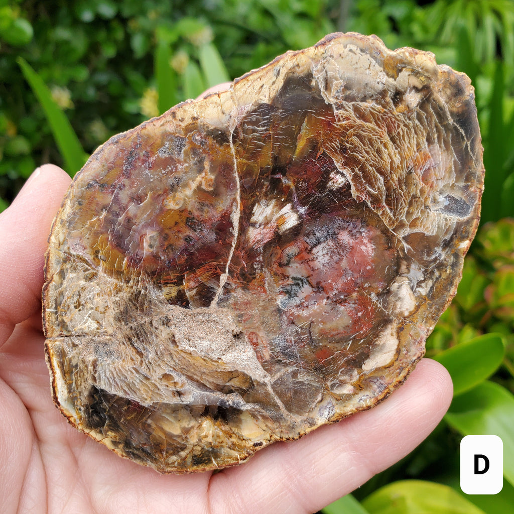 Petrified Wood Slab - A Symbol of the Power of Time, Transformation, Strength, Beauty of Nature - Wooden Crystal Slab Healing Plate