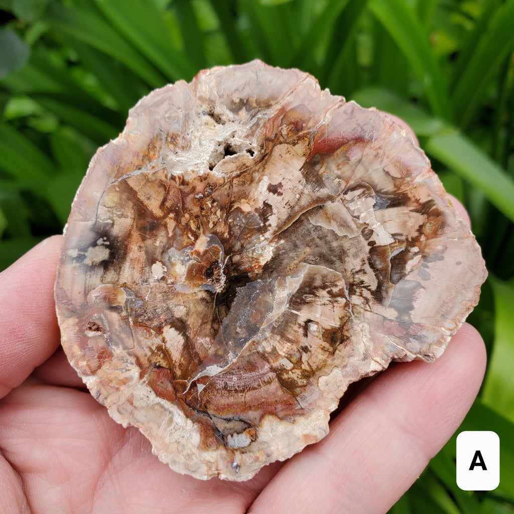 Petrified Wood Slab - A Symbol of the Power of Time, Transformation, Strength, Beauty of Nature - Wooden Crystal Slab Healing Plate