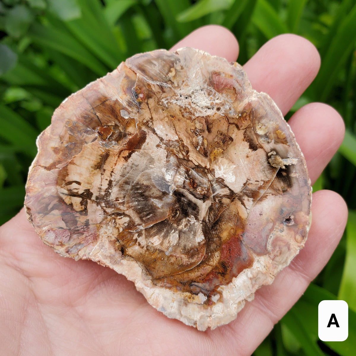 Petrified Wood Slab - A Symbol of the Power of Time, Transformation, Strength, Beauty of Nature - Wooden Crystal Slab Healing Plate