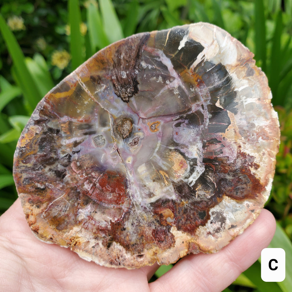 Petrified Wood Slab - A Symbol of the Power of Time, Transformation, Strength, Beauty of Nature - Wooden Crystal Slab Healing Plate