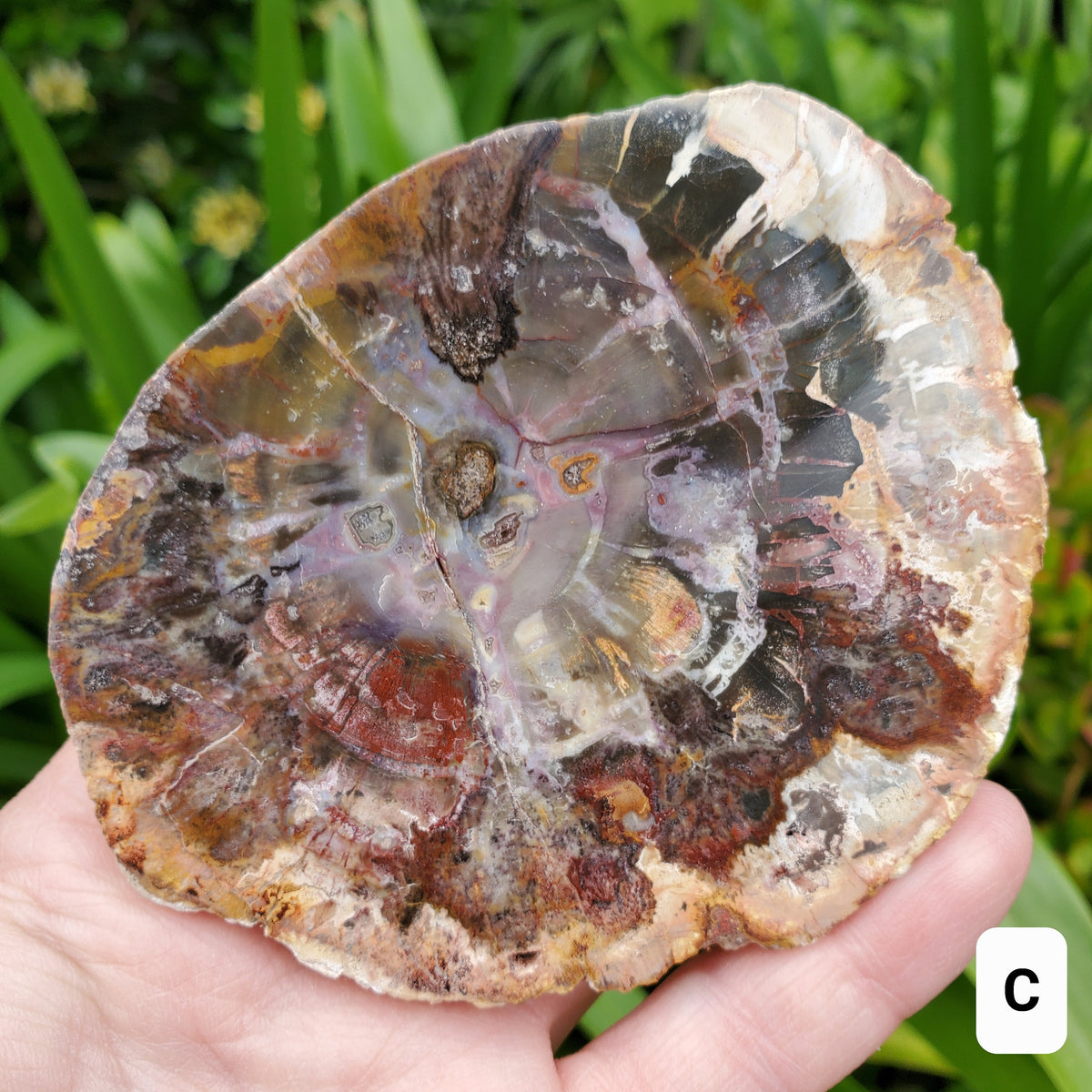 Petrified Wood Slab - A Symbol of the Power of Time, Transformation, Strength, Beauty of Nature - Wooden Crystal Slab Healing Plate