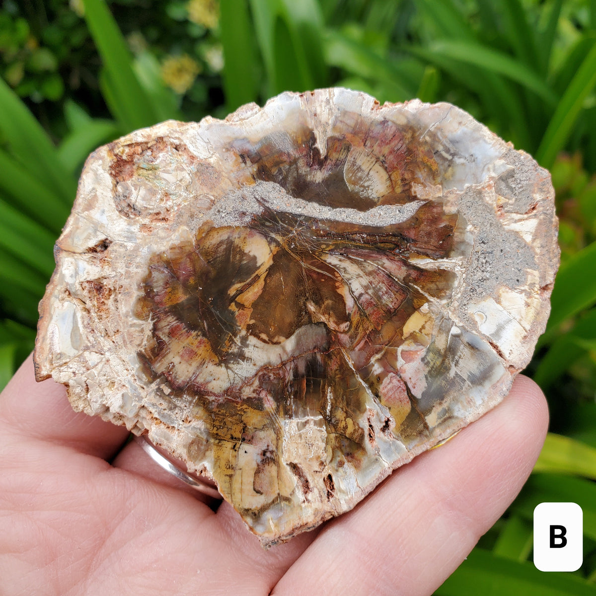 Petrified Wood Slab - A Symbol of the Power of Time, Transformation, Strength, Beauty of Nature - Wooden Crystal Slab Healing Plate