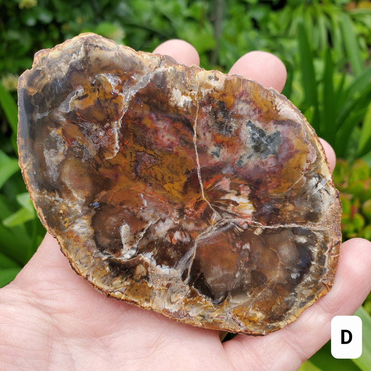 Petrified Wood Slab - A Symbol of the Power of Time, Transformation, Strength, Beauty of Nature - Wooden Crystal Slab Healing Plate