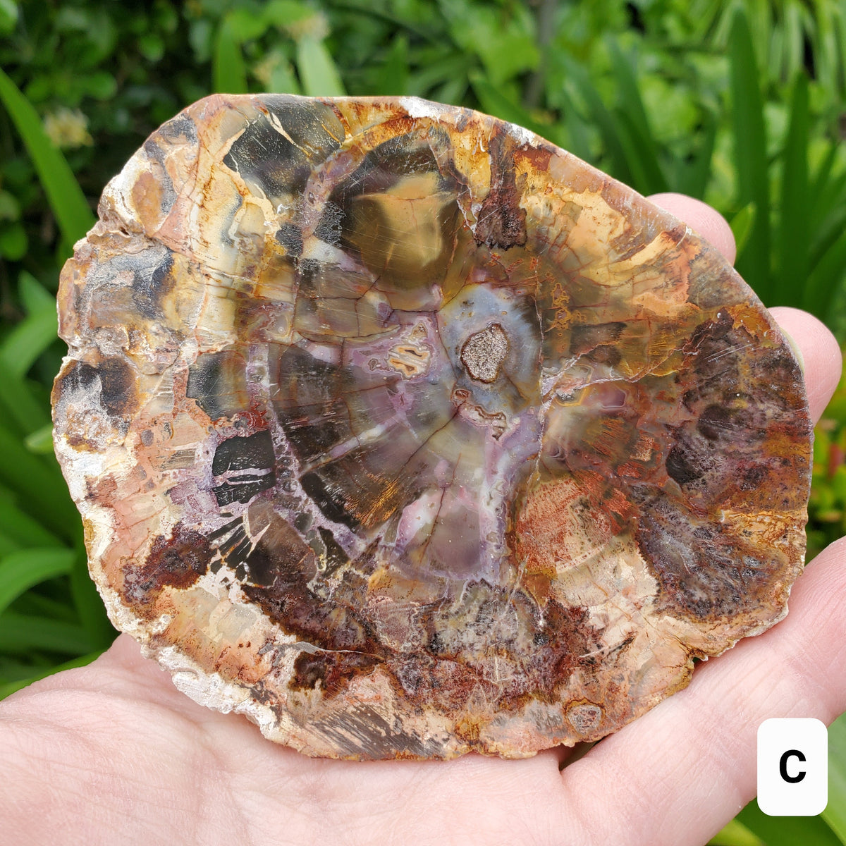 Petrified Wood Slab - A Symbol of the Power of Time, Transformation, Strength, Beauty of Nature - Wooden Crystal Slab Healing Plate