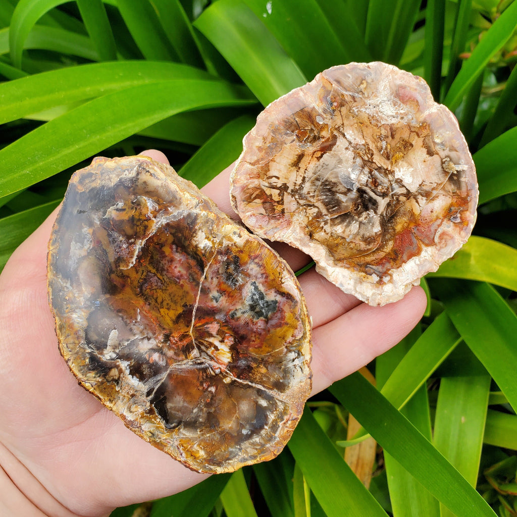 Petrified Wood Slab - A Symbol of the Power of Time, Transformation, Strength, Beauty of Nature - Wooden Crystal Slab Healing Plate