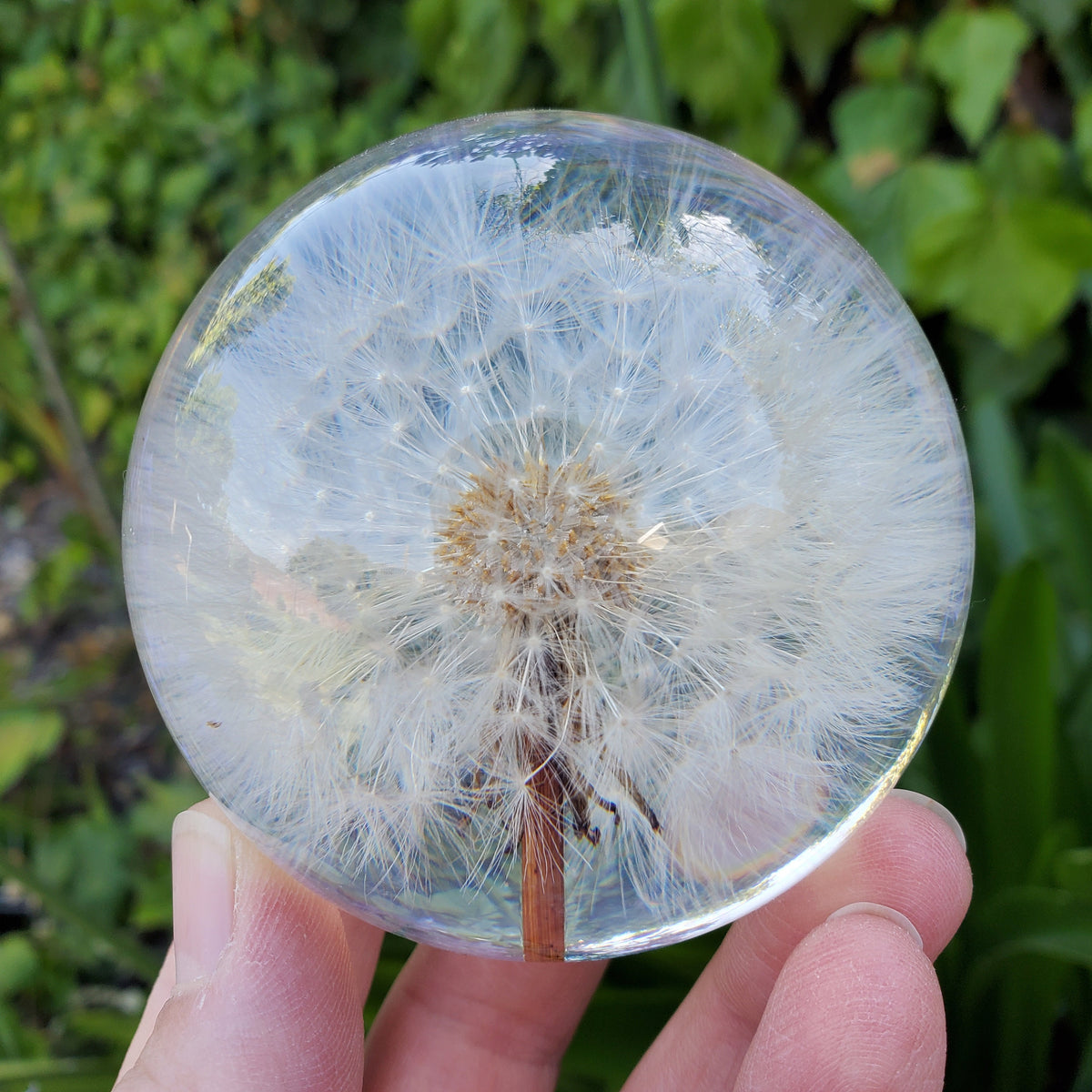 Dandelion Accent Light | Handmade Resin Craft with Real Dandelion Inside - Flower Sphere Lamp, Home Décor Night Light Vanity Living Room