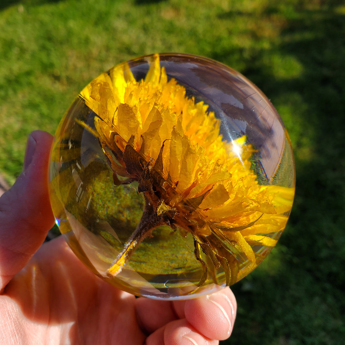 Sunflower Accent Light with Wooden Stand | Handmade Resin Craft with Real Sunflower Inside - Home Décor Night Light, Accent Lamp, Mood Light
