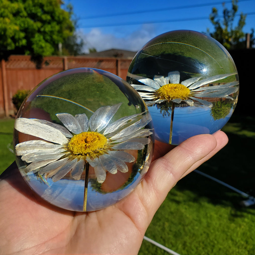 Daisy Accent Light | Handmade Resin Craft with Real Daisy Inside - Resin Sphere with Light Base - Home Décor Night Light for Nightstand