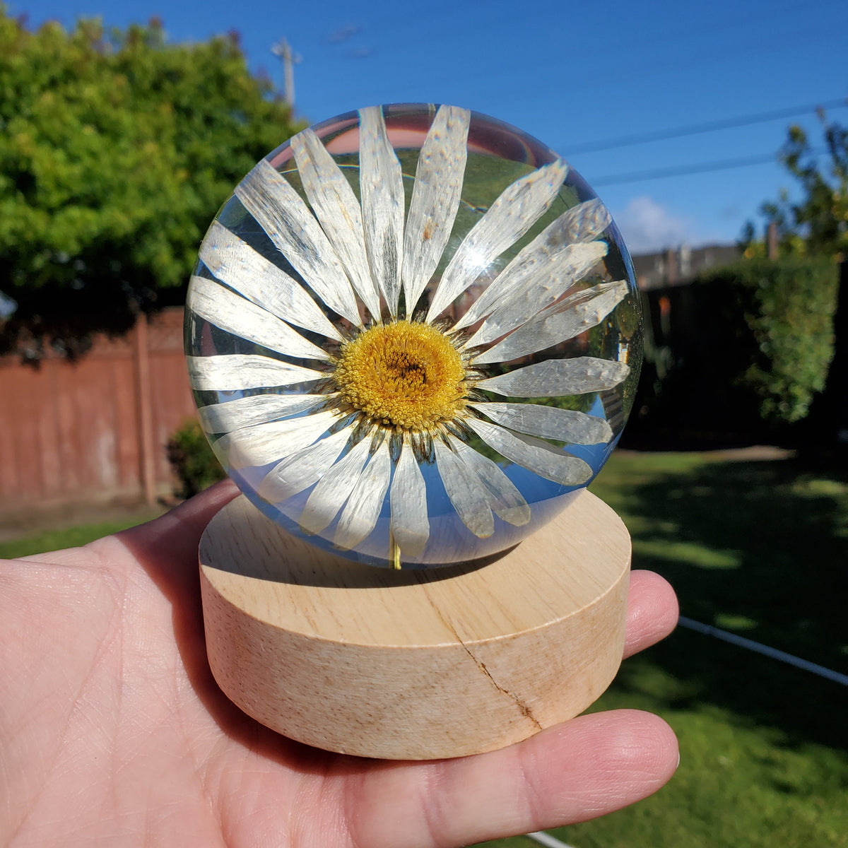 Daisy Accent Light | Handmade Resin Craft with Real Daisy Inside - Resin Sphere with Light Base - Home Décor Night Light for Nightstand