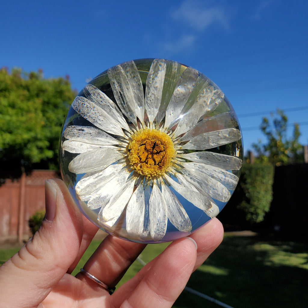 Daisy Accent Light | Handmade Resin Craft with Real Daisy Inside - Resin Sphere with Light Base - Home Décor Night Light for Nightstand