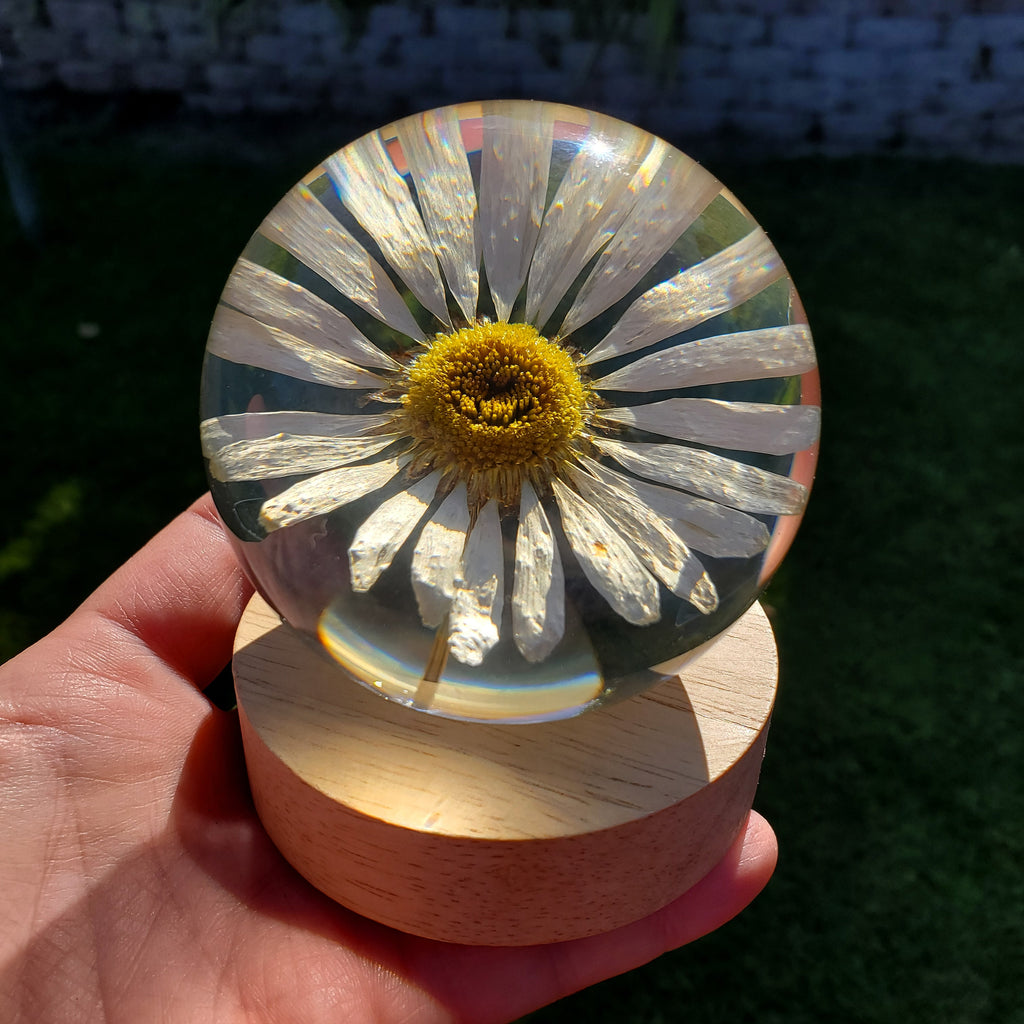 Daisy Accent Light | Handmade Resin Craft with Real Daisy Inside - Resin Sphere with Light Base - Home Décor Night Light for Nightstand
