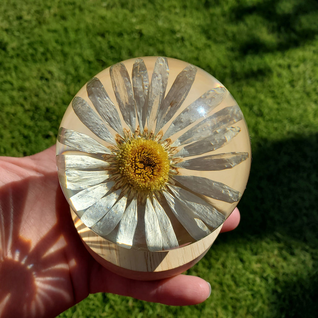 Daisy Accent Light | Handmade Resin Craft with Real Daisy Inside - Resin Sphere with Light Base - Home Décor Night Light for Nightstand