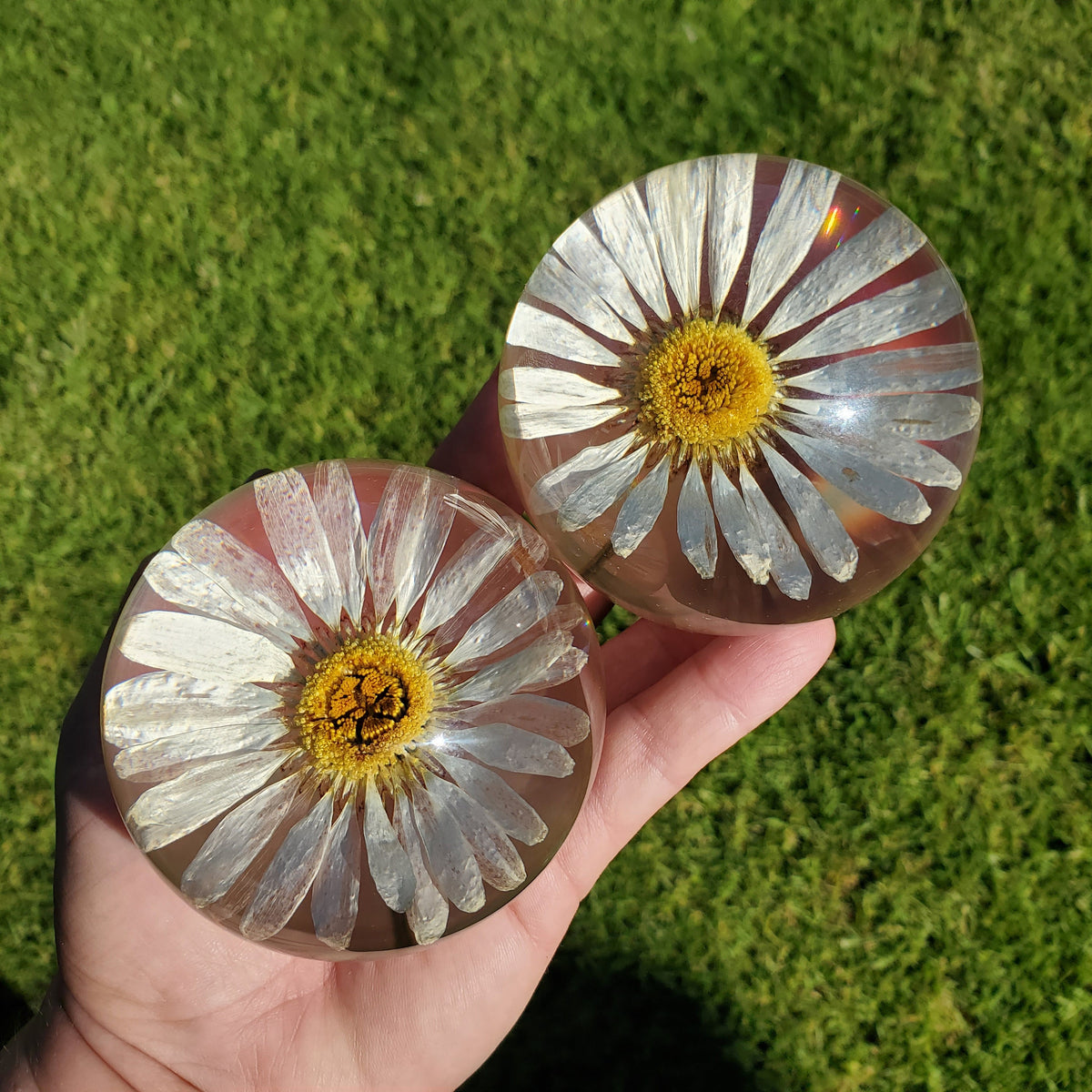 Daisy Accent Light | Handmade Resin Craft with Real Daisy Inside - Resin Sphere with Light Base - Home Décor Night Light for Nightstand