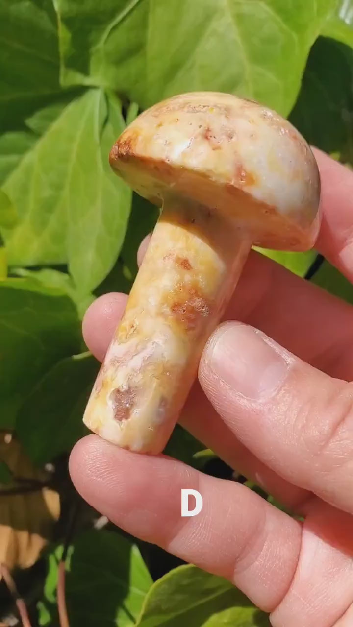 Crazy Lace Agate Mushroom - Balance of the Physical, Mental & Emotional, Energy Shield - Agate Crystal Mushie Carving Healing Gemstone