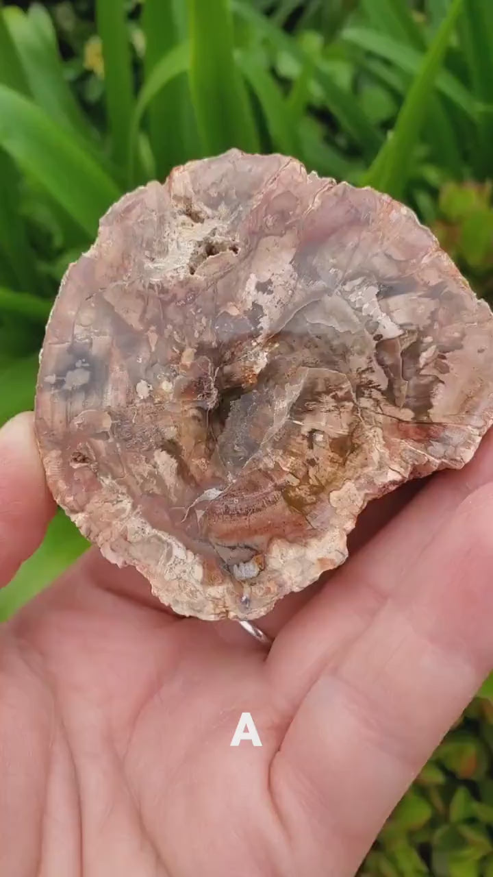 Petrified Wood Slab - A Symbol of the Power of Time, Transformation, Strength, Beauty of Nature - Wooden Crystal Slab Healing Plate